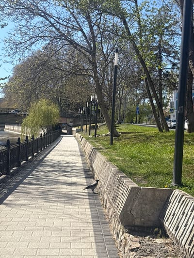 This image captures a sunlit promenade or park area in Simferopol, Ukraine, oriented as if looking down a paved walkway. The scene is free of people, conveying a tranquil atmosphere.
The primary subject is a long, light-colored paved walkway made of rectangular pavers, stretching into the distance towards a subtle bend. On the right side of the walkway, there is a decorative stone wall with a horizontally slatted top design. A dark-colored bird, possibly a crow or rook, is perched on this wall in the middle ground, casting a shadow.
To the left of the walkway, a line of trees extends, some with early spring foliage showing nascent light green leaves, while others remain bare-branched. Beyond these trees, a strip of vibrant green grass is visible. Further in the background, a road with a white car and possibly other vehicles can be seen, along with some distant buildings. A row of dark, ornate metal benches is situated along the left edge of the promenade, suggesting a seating area, possibly overlooking a river or lower level. Several dark lampposts are interspersed among the trees and along the path.
The bright sunlight casts distinct, elongated shadows from the trees and the wall across the walkway, indicating it is likely late morning or early afternoon on a clear, sunny day in early spring.
Visible text and signs in the background include a yellow diamond-shaped road sign with a black pedestrian symbol (person walking), and blue rectangular signs with white pedestrian and wheelchair icons, likely indicating pedestrian crossings and accessible paths.