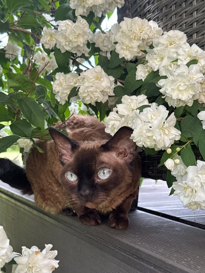 A curly-coated, brown cat with striking blue eyes is sitting on a wooden deck. The cat is positioned in front of a large bush with abundant white flowers, possibly jasmine. The flowers are dense and cover much of the background. A wicker-patterned structure is visible behind the flowers on the right side of the image. The wooden deck appears to be made of planks with visible grain and texture. The scene is outdoors, suggesting a garden or patio setting, possibly in Carnikava, Latvia, given the context provided. There are no people or other animals present in the frame.