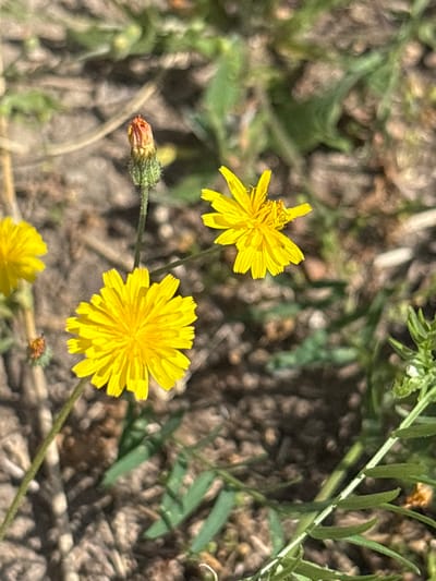 This is a close-up photograph of several yellow wildflowers growing in a natural environment. In the foreground, a bright yellow flower with many delicate petals is in sharp focus. To its left and slightly behind, another similar yellow flower is visible, partially out of focus. Further back and to the right, another yellow flower is also in view, with some of its petals appearing to be slightly withered or damaged. At the top of the frame, a single flower bud is visible, appearing to be in the process of opening. The bud is green with hints of orange and red at its tip. The flowers are growing amidst dry, muted-colored ground, likely soil and dried vegetation, with sparse green foliage scattered throughout the scene. The lighting suggests a sunny day, casting natural shadows. The scene appears to be an outdoor, natural setting, possibly a field or a roadside, in the Драчкаўскі сельскі Савет, Belarus.