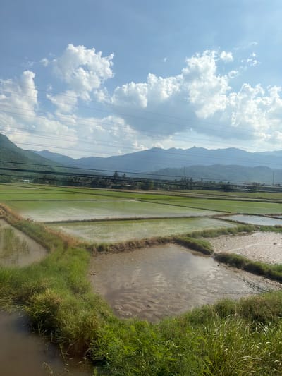 This image captures a vibrant agricultural landscape in Ninh Ích, Vietnam, on a clear day. The foreground is dominated by lush green grass and reeds growing along the edges of several flooded rice paddies. These paddies, a characteristic feature of the Vietnamese countryside, are filled with water, reflecting the bright blue sky and fluffy white clouds above. In the mid-ground, neatly organized rows of young rice plants create a patchwork of vibrant green across the expansive fields. Beyond the fields, a dense line of palm trees and other foliage separates the cultivated land from a range of majestic, mist-shrouded mountains in the background. Power lines crisscross the sky, a subtle reminder of the modern world intersecting with this idyllic rural scene. The overall impression is one of natural beauty and agricultural productivity.