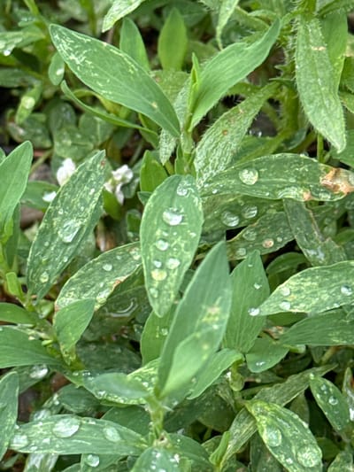 This is a close-up, top-down shot of green foliage, likely a ground cover plant. The leaves are elongated and somewhat narrow, with a textured surface and visible veins. Many of the leaves are adorned with clear water droplets, suggesting recent rain or dew. Some leaves exhibit a lighter, mottled pattern, possibly indicating variation in color or damage. The background is a blur of darker greens and browns, hinting at soil or other surrounding vegetation. The lighting appears natural and diffused, typical of an overcast day or shaded area. There are also a few tiny, white flower buds interspersed among the leaves, adding a delicate contrast to the predominantly green scene. No people, text, or specific landmarks are visible. The presence of dew or raindrops suggests a natural, outdoor environment, possibly a garden or wild area. The general impression is one of fresh, damp greenery.