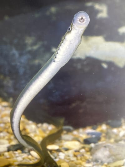 A close-up, eye-level shot captures a lamprey in an aquarium, its body curved upwards, facing the camera. The lamprey, a slender, eel-like aquatic animal, is silvery-white with rows of dark dots along its sides. Its head is held upright, revealing a distinctive circular mouth with tooth-like structures and a dark opening at the center. The lamprey's eye is visible on the side of its head, appearing small and dark. The background is dark and out of focus, with hints of pebbles and gravel at the bottom, suggesting an aquatic environment. The overall lighting is bright on the lamprey, with the rest of the scene in shadow. No information about a specific location in Gandia, Spain, is discernible from the image.
