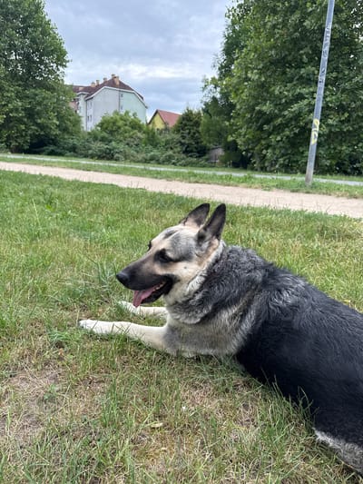 A German Shepherd dog is lying on a patch of grass in an urban park. The dog is facing left, with its tongue out and ears perked up. In the background, there is a paved path, trees, and apartment buildings. The sky is overcast. The scene is located on the grounds of the Municipal Stadium in Szczecin, Poland.