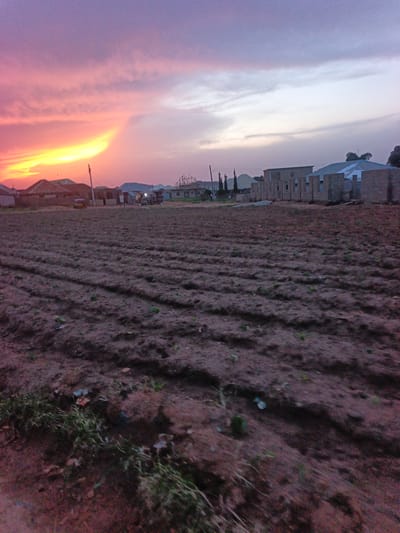 The image depicts a twilight scene in Rafin Bauna, Nigeria, featuring an agricultural field in the foreground and a developing urban area in the background. The sky is filled with dramatic colors, ranging from deep purple and pink on the left, transitioning to a bright orange-yellow glow near the horizon, and then to a pale gray on the right. This suggests either a sunset or sunrise.
The foreground is dominated by a tilled field, with visible rows of earth that indicate recent cultivation. Small green sprouts are sparsely scattered across the field. Some dry grass and debris are present in the lower left corner.
In the middle ground and background, a cluster of buildings is under construction or recently built. These structures appear to be made of concrete blocks, with some exhibiting exposed rebar. The architecture suggests a mix of residential and commercial properties. Several unfinished buildings are visible, indicating ongoing development. Among the buildings, there are also some older, established structures with pitched roofs. A few trees and utility poles are also scattered throughout the scene.
The overall impression is one of a rural area undergoing urbanization, with a striking natural sky providing a dramatic backdrop. No people or specific actions are clearly identifiable in the image.