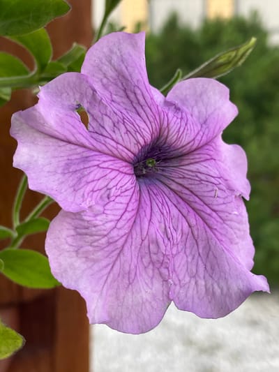 The image is a close-up shot of a vibrant purple petunia flower, showcasing its delicate petals and intricate veining. The flower appears to be in full bloom, with a slightly open trumpet shape. The background is softly blurred, revealing hints of green foliage and a pale, textured surface, possibly a wall or pavement. A small green bud is visible to the right of the main flower. There are no people or any specific identifiable landmarks of Маминское, Russia in the image. The focus is solely on the natural beauty of the flower.