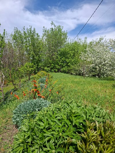 The image depicts a lush garden scene, likely in a rural or suburban setting in Khlevnoye, Russia. The foreground features a variety of green foliage and blooming flowers, including bright orange lilies and smaller blue flowers. In the midground, there are several trees with varying shades of green leaves, some appearing to be fruit trees. Beyond the trees, there is a grassy area. In the top left corner, a bright blue sky is visible, with fluffy white clouds and power lines.