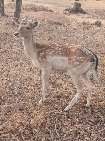 A young, light brown deer with prominent white spots on its back and flanks stands in profile, facing left, in Garun Gawa, Nigeria. The deer possesses small, developing antler nubs on its head and has alert, erect ears. Its underside and legs are a lighter, near-white shade, and it has a short tail with a dark stripe. The animal is positioned on dry, uneven ground heavily covered with fallen brown leaves and sparse, withered vegetation. In the background, two tree trunks are visible on the left, while a large, weathered tree stump and a gray concrete block are present on the right. The terrain behind the deer consists of dry soil and minor undulations, consistent with an outdoor, semi-arid environment under natural daylight. No people are visible.