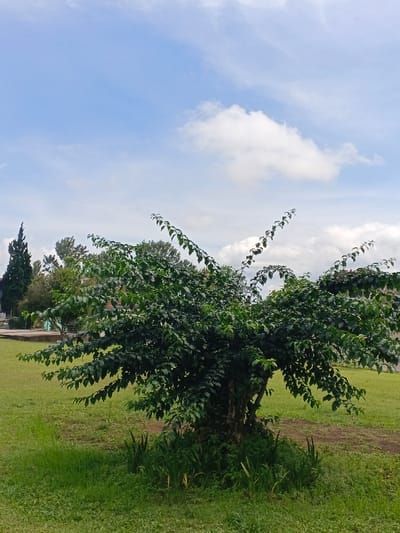 This image captures a daytime outdoor scene in Palayan, Philippines. A densely foliated, multi-stemmed green tree or large shrub occupies the central foreground, rooted in a patch of green grass. The surrounding ground consists of a manicured green lawn extending into the midground, with a faint dirt path or worn area visible to the right of the central tree. In the background, to the left, a tall, slender coniferous tree with dark green foliage stands beside other deciduous trees. A light-colored building with a dark roofline is partially discernible behind the background trees on the left. The sky, which fills the upper half of the frame, is light blue with scattered white cumulus clouds, including a prominent cloud formation towards the upper right. No individuals or animals are present.
