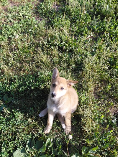 A tan and white puppy is sitting in lush green grass. The puppy is looking upwards and to the right. The grass is a mix of green blades and some dry, light brown stalks, with broad green leaves visible in the foreground. The scene appears to be outdoors on a sunny day. The location is not specified in the image itself or the provided context, so it cannot be determined to be Oskemen, Kazakhstan.