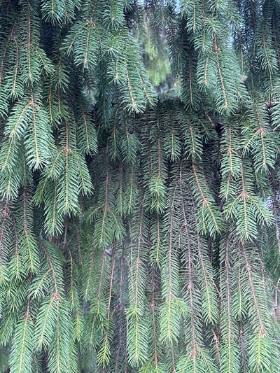 The image is a close-up, vertical shot of dense, green pine branches, likely from a coniferous tree. The needles are a vibrant green, with some appearing slightly darker or more muted, suggesting variation in light or the age of the branches. The branches hang down, creating a curtain-like effect. There are no people, animals, or man-made objects visible in the frame. The background is blurred and appears to be more foliage or the sky, contributing to the sense of depth and natural setting. The image does not provide any specific visual cues to indicate its location within Myronivka, Ukraine.