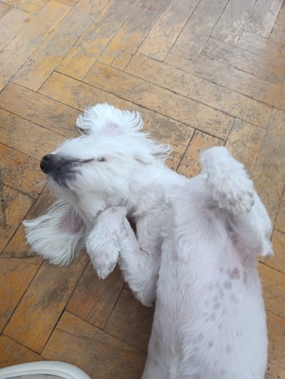 A white dog with pink spots on its back is lying on its back on a wooden floor with a herringbone pattern. The dog's eyes are closed, and its legs are curled up. The floorboards are worn and discolored in places. This image was taken in the city of Razgrad, Bulgaria.