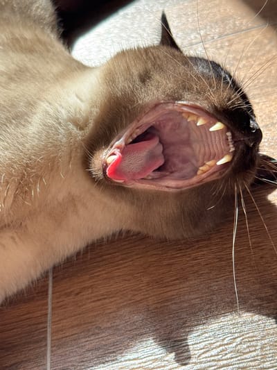 A close-up, overhead shot shows a Siamese cat yawning widely on a wooden floor. The cat's mouth is open, revealing its pink tongue, numerous sharp teeth, and the textured roof of its mouth. The cat's fur is a light cream color with darker brown points on its ears and muzzle. Sunlight casts a shadow of the cat's head onto the floor to the right of its face. The floor appears to be made of wood planks with a subtle grain pattern. The lighting suggests it is daytime, likely with sunlight streaming in from a window. The scene is a domestic indoor setting. No text is visible.