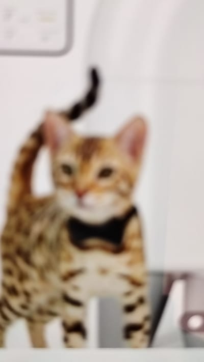 The image shows a blurred close-up of a Bengal kitten wearing a black bow tie. The kitten has characteristic spotted fur, with golden and brown tones. Its head is tilted slightly, and its ears are perked up. The background is out of focus and appears to be a white, indoor setting. There is no discernible text, time of day, weather, or specific location cues, though the context provided indicates Palangka Raya, Indonesia. The overall impression is of a formal or staged portrait of a young cat.