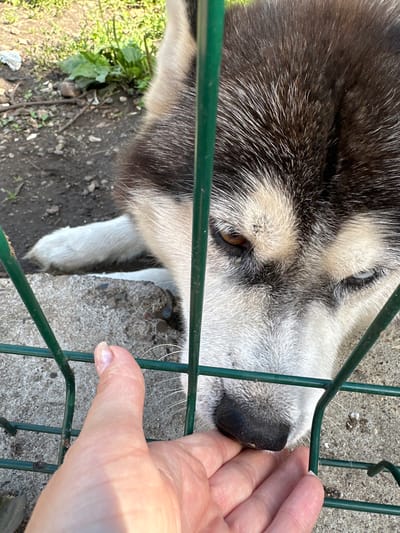The image shows a close-up of a dog's face and a human hand reaching through a green metal fence. The dog appears to be a husky or similar breed with black and white fur and brown eyes. Its snout is black and wet. The human hand, with painted fingernails, is gently touching the dog's nose. The scene is outdoors, with a concrete surface and dirt visible in the background, along with some green foliage. The lighting suggests it is daytime, possibly sunny. The interaction between the human and the dog appears friendly and gentle, indicating a moment of connection. The fence suggests the dog might be in an enclosure or separated from the person. There is no visible text in the image. The location context is Yaroslavka, Russia.