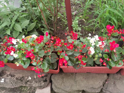 The image displays two long, rectangular, reddish-brown planters filled with a dense arrangement of red and white begonias. The planters are situated on top of two large, rough-hewn grey stones. Behind the planters, lush green foliage of various plants and some thin, dry branches are visible. A portion of a thick, reddish-brown pole is also present to the right of center in the background. The ground behind the plants appears to be dark soil with some scattered green moss. The scene is an outdoor setting, likely a garden or yard in the city of Lomets, Bulgaria. No people are present in the image.