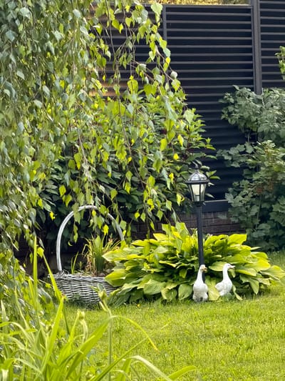 The image depicts a tranquil garden scene in the village of Zimyonki, Russia. In the foreground, lush green grass is illuminated by dappled sunlight, with a few blades of grass blurred in the immediate foreground. Dominating the midground is a large, dense bush with vibrant green leaves, serving as a backdrop for two white goose statues. To the left of the bush, a traditional garden lantern stands tall on a dark pole. Behind the bush and lantern, a wicker basket filled with plants is partially visible. Overhanging the scene from the left is the graceful drape of a birch tree, its green leaves catching the light. In the background, a dark, horizontally slatted fence creates a modern contrast to the natural elements. The overall impression is one of a well-maintained and peaceful outdoor space.