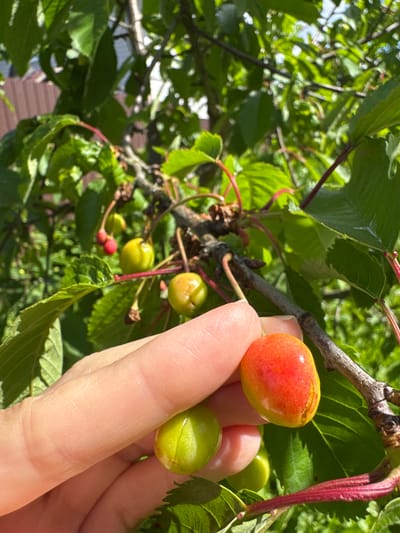 A person's hand is holding a small, ripe cherry with a reddish-orange hue. The cherry is partially obscured by the thumb and index finger of the hand, which are light-skinned. In the background, several unripe, green cherries hang from the branches of a cherry tree, surrounded by lush green leaves. The scene appears to be outdoors, with sunlight filtering through the foliage, suggesting a warm, daytime setting. The specific location in Steklyannyi, Russia, is not identifiable from the visual information provided in the image.