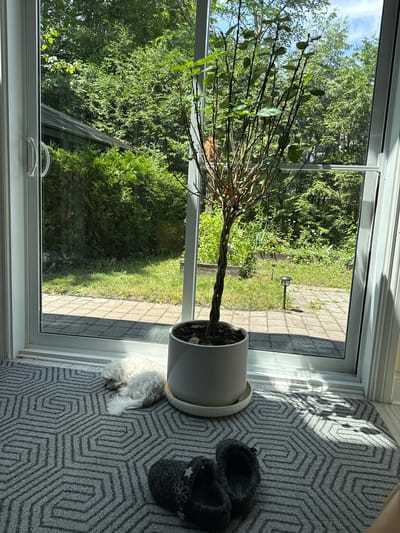 This media file captures an indoor scene by a window, likely in Laval, Canada. The primary subjects are a potted plant, a pair of slippers, and a small white dog. The plant, with a twisted trunk and sparse green leaves, sits in a light-colored pot on a white saucer. Beside the plant, on a grey geometric-patterned rug, rests a pair of dark, fuzzy slippers. A small white dog with curly fur is curled up asleep on the rug, positioned between the plant and the slippers.
Through the window, a bright, sunny outdoor scene is visible. Lush green trees and bushes fill the background, with a section of a paved patio and grass in the middle ground. Sunlight streams through the window, casting distinct shadows from the window frame and potentially the plant onto the rug, indicating it is likely daytime and the weather is clear. The overall atmosphere is peaceful and domestic, suggesting a quiet moment at home. No visible text is present in the image.
