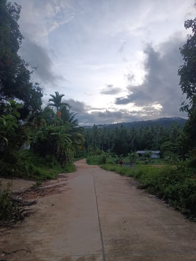The image depicts a rural road scene in Baan Thong Nang, Thailand. A concrete road stretches into the distance, flanked by dense tropical vegetation. Palm trees and other lush foliage line the sides of the road. In the background, a forested hill is visible under a cloudy sky. A small structure or building is present amidst the trees. The lighting suggests either early morning or late afternoon. The road surface shows signs of wear and tear. No people or animals are visible in the frame.