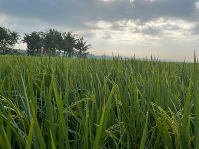 The photograph captures a close-up view of a lush green rice paddy field in Tambakreja, Indonesia, under a cloudy sky. Water droplets glisten on the blades of rice stalks, which are in various stages of growth, with some showing developing grains. In the background, a line of coconut trees stands silhouetted against the brighter, hazy sky. The overall atmosphere is serene and evokes a sense of early morning or a recent rainfall.