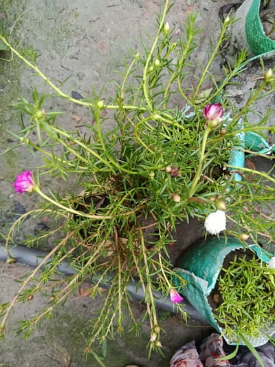 The image shows a close-up view of a potted plant with pink flowers and green leaves. The plant is situated in a garden or a yard in Dhaka, Bangladesh. The location is near a grey concrete surface. The plant is in a brown pot, and a portion of a green pot can be seen partially in the lower right of the image. The plant has several stems with multiple green leaves. The image is taken from a high angle. The plant is flowering with a few pink flowers and buds. There is also a white flower on the right. The image is taken in the daytime. The plant is likely located in a residential area.