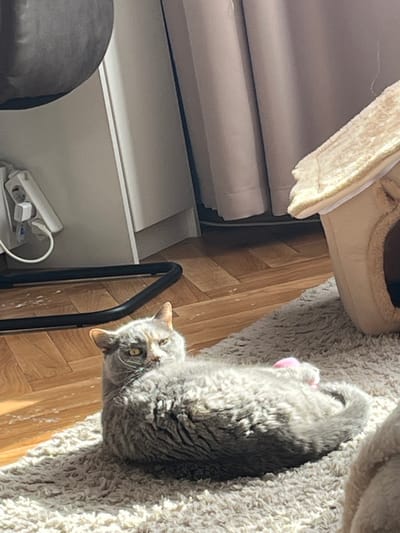 A gray cat lies on a carpet adjacent to a wooden floor. The cat is holding a small pink object. A cat tree is partially visible near the carpet, as is a white cabinet with a multi-socket power strip. The location cannot be determined from the image.