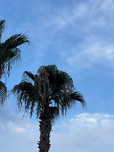 A low-angle shot captures two palm trees against a backdrop of a pale blue sky with scattered white clouds. The palm trees are dark green, with their fronds drooping downwards. The fronds of the tree on the right are more sparse and appear to have some dried, brown material hanging from them. The trunk of the right palm tree is thick and textured, showing a rough, bark-like surface. A portion of another palm tree is visible on the far left of the image. The scene suggests an outdoor environment, likely in a warm climate. The lighting indicates it is daytime, possibly late afternoon or early morning given the soft light. The setting appears to be a city in Antalya, Turkey, characterized by the presence of palm trees commonly found in the region. There are no people or animals visible in the frame.