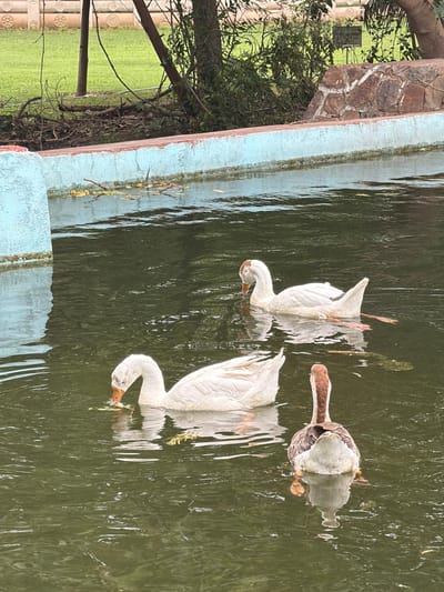 A body of water with a concrete and stone-lined edge contains three geese. One goose, white with brown markings on its head and neck, swims in the foreground facing away from the camera. Its tail feathers are fanned out, and its reflection is visible in the murky water. To its left, a white goose with brown markings on its head dips its beak into the water, appearing to eat. Further back and to the right, another white goose swims with its head down, also seemingly foraging. The water is a dark green color, and scattered leaves and debris float on the surface. The background shows a grassy area with trees and a decorative stone wall. The location is the Delhi Zoo.