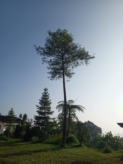 The image depicts an outdoor scene with a clear blue sky and lush green vegetation. In the foreground, a manicured lawn stretches across the frame, catching the sunlight and casting shadows from the surrounding trees. A tall pine tree stands prominently in the center, its branches reaching upwards. To its left, a smaller conifer-like tree is visible, and further to the left, a white building with a dark roof is partially obscured by foliage. To the right of the central pine tree, a tree fern with its distinctive fronds adds to the tropical feel of the environment. The background features a dense array of trees and vegetation, suggesting a natural or semi-rural setting. The overall impression is one of tranquility and natural beauty under a bright sky. There are no people or animals visible in the image. The location is stated to be in the city of Kudawa, Sri Lanka, a detail which, if true, would imply a tropical or subtropical climate consistent with the vegetation shown.