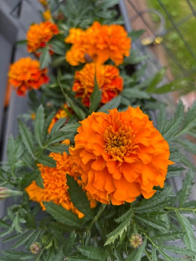 The image shows a close-up view of several bright orange marigolds in bloom, set against a backdrop of lush green foliage. The largest marigold is in sharp focus, its ruffled petals and tightly packed center displaying a vibrant sunset hue. In the background, other marigolds are visible, some fully open and others in various stages of budding, adding depth and texture to the composition. The leaves of the marigold plants are a deep green, with serrated edges characteristic of the species.
The setting appears to be an outdoor garden or planted area. Faintly visible in the upper left quadrant of the image is a blurred-out metal fence or trellis structure, suggesting the plants are growing in a confined space like a raised bed, balcony planter, or a garden plot with fencing. The overall lighting suggests it is daytime, with soft light illuminating the flowers. There is no visible text in the image. The mood conveyed is one of natural beauty and the warmth of a sunny day. The image was captured in Haaslava, Estonia.