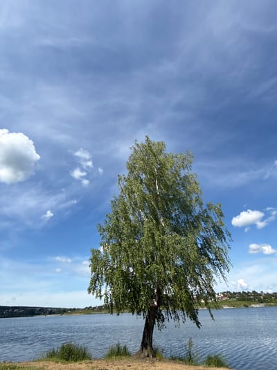 A lone birch tree with green foliage stands on the sandy bank of a wide river under a partly cloudy blue sky. The river stretches to the horizon, where a distant treeline and a small settlement with buildings are visible. The sky has wispy white clouds and some larger puffy clouds, creating a dynamic atmosphere. The water is calm with gentle ripples. The foreground shows sparse grass and sand. No people are present in the scene. The location is the city of Lysva, Russia, on the bank of the Lysva Reservoir.