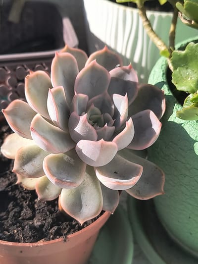 The image is a close-up, high-angle shot of a succulent plant in a terracotta pot, with other potted plants visible in the background. The succulent has pale green, fleshy leaves with pinkish tips, arranged in a tight rosette. The plant is well-lit by natural sunlight, casting shadows and highlighting the texture of the leaves. The soil in the pot is dark and appears dry. The background includes a green textured pot and hints of other greenery, suggesting an outdoor or well-lit indoor setting. There is no evidence to suggest this scene is located in Rivne, Ukraine, or any specific city.