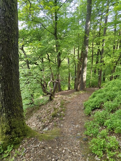 The image depicts a woodland path in Mettlach, Germany. The path is lined with trees covered in green foliage. A fallen tree trunk, covered in moss, lies horizontally at the bottom of the frame. The ground is covered in leaf litter. The light suggests it is daytime. There are no people visible in the image.