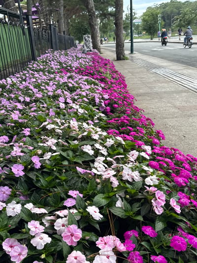 This is a vertical, eye-level, full shot of a sidewalk bordering a lush flower bed in the city of Xuân Hương - Đà Lạt, Vietnam. The flower bed, filled with an abundance of impatiens, forms a vibrant border along a concrete sidewalk. The flowers exhibit a variety of colors, including light pink, white, and bright fuchsia. Some of the flowers are dotted with water droplets, suggesting recent rain or mist. Behind the flower bed, a black metal fence runs parallel to the sidewalk. Beyond the fence, tall trees with rough bark are visible, some with purple umbrellas visible through their branches. In the background, a street is present, with several people and motorbikes moving along it. A lamppost stands near the sidewalk, and the ground slopes slightly upwards in the distance, where more trees and buildings can be seen. The sky is overcast.