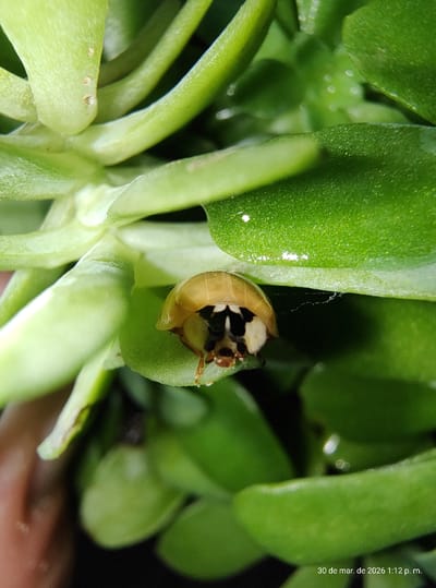 A close-up photograph depicts a ladybug emerging from its pupal case on a succulent plant. The plant has thick, green, oval-shaped leaves and fleshy stems. The ladybug's pupal case is tan and partially transparent, revealing the developing beetle inside. The head and thorax of the ladybug are visible, showing a black and white pattern. The image was taken on March 30, 2026, at 1:12 p.m. The location is Wilde, Argentina.