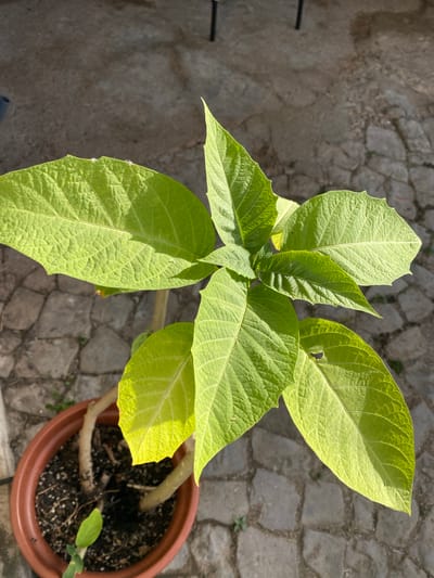 A top-down view of a potted plant with vibrant green leaves and thick, woody stems sits on a cobblestone patio. The plant is in a brown plastic pot filled with dark soil. The leaves are broad and textured with prominent veins, some edges appear slightly serrated or damaged. Sunlight casts distinct shadows, highlighting the plant's structure. The background consists of grey, irregularly shaped cobblestones, indicative of an outdoor setting. The scene is likely located in Olhão, Portugal, given the architectural style of the paving stones which are common in the region.