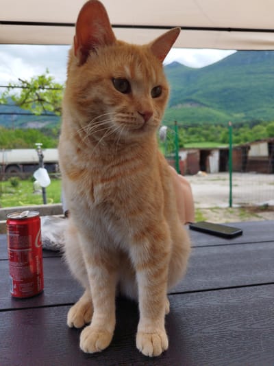 An orange tabby cat is sitting on a dark-colored wooden table. A red Coca-Cola can is visible to the left of the cat. A black smartphone is on the table to the cat's right. In the background, there are green mountains and a few buildings and trees. The location is likely Beli Izvor, Bulgaria.