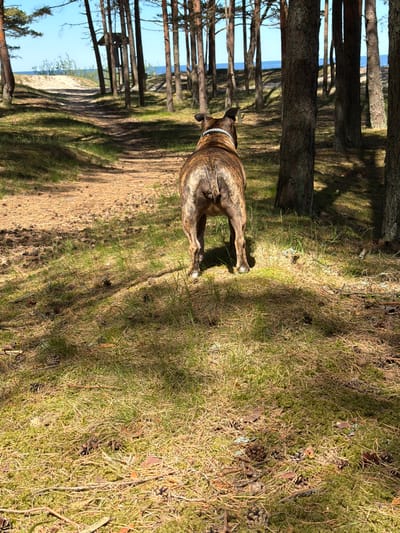 The image shows a dog standing on a grassy and sandy area in a wooded environment. The trees are slender, with visible trunks. The ground cover consists of grass and pine needles. In the background, a body of water and a sandy cliff are visible. The location is Ragaciems, Latvia.