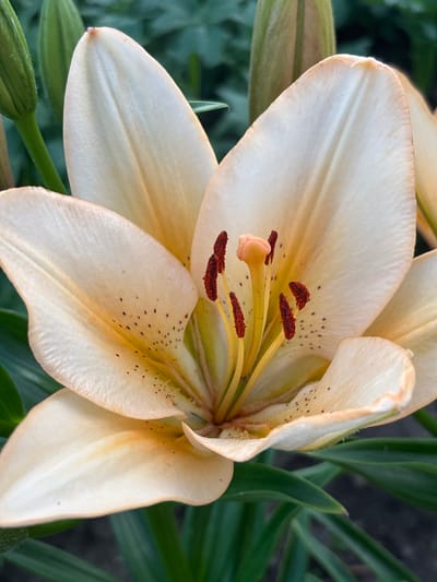 This is a close-up photograph of a pale yellow lily in full bloom. The flower's petals are wide and slightly curved, with delicate veins visible on their surface. The center of the lily reveals its reproductive parts: several dark red anthers tipped with pollen, and a pale pink pistil. The petals have subtle speckles of brown and a slight blush of peach or apricot towards the edges, suggesting the flower may be nearing the end of its bloom. The background is softly blurred, with lush green foliage and hints of darker, out-of-focus shapes, possibly other plants or ground cover. One unopened lily bud is visible in the lower left corner. The lighting suggests it is daytime, and the overall mood is serene and natural, highlighting the delicate beauty of the flower. There is no visible text in the image. The location context provided is Yermolino, Russia.