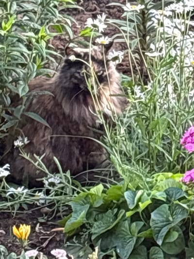 A brown, long-haired cat is nestled amongst green foliage and white daisies in a garden. The cat is facing to the right and its head is turned away from the viewer. In the foreground, there are some large green leaves and a small yellow flower. In the background, there are more white flowers and some pink flowers. The scene appears to be in a residential garden in the city of Dolce Vita KP, Russia.