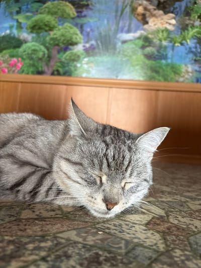 A close-up, eye-level shot shows a silver tabby cat sleeping on a floor with a patterned tile design. The cat's eyes are closed, and its head is turned slightly to the right. Its fur is gray with darker tabby stripes. In the background, a wooden paneled wall is visible, and above that, a mural or picture depicts a scene with trees, rocks, and water, possibly a waterfall. The overall impression is one of peaceful repose within a domestic setting. This image does not provide any information about the city of Ветлужский, Russia.