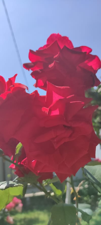 A close-up, vertical shot captures the vibrant red petals of a rose against a clear blue sky. The flower, with its multiple layers of ruffled petals, is the central focus, with some petals appearing translucent due to the bright sunlight. A thin, dark line, possibly a wire or string, runs diagonally across the upper left portion of the frame. In the background, out of focus, are green leaves and hints of other pink flowers, suggesting a garden setting. The lighting indicates it is daytime. The image was taken in the city of Supsekh, Russia.