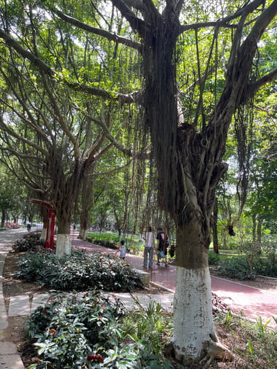 The image depicts a view of a park pathway in Panyu District, China, on a sunny day. The path, surfaced with red material, curves through a lush green environment dominated by large trees with aerial roots. In the foreground, a prominent tree with a thick, gnarled trunk, partially painted white near its base, stands to the right. Hanging aerial roots cascade down from its branches, creating a curtain-like effect. To the left, another similar tree is visible, with its trunk also showing a white-painted section.
The pathway is flanked by dense, low-lying green foliage with hints of red leaves. In the middle ground, several people are walking along the path. One individual, a child with a white shirt and dark shorts, is walking towards the right. Further down the path, two adults are walking away from the camera, one wearing a white shirt and jeans, and the other a dark shirt and shorts. A red structure, possibly a shelter or art installation, is partially visible behind the trees on the left. The background is filled with more trees and foliage, suggesting a well-maintained park or botanical garden. Sunlight filters through the canopy, creating dappled light on the ground and path.
