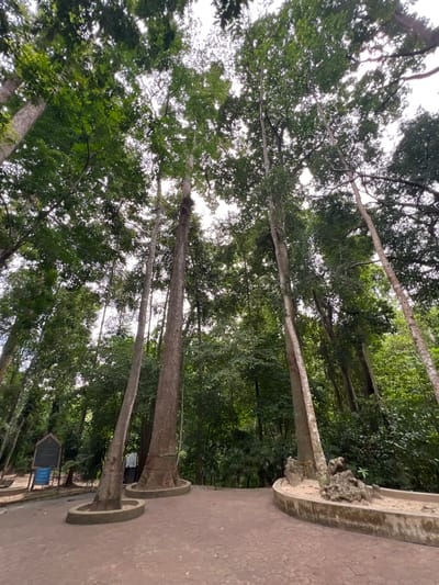 The image shows a path in a forest with tall trees. The path is paved with reddish-brown interlocking pavers. There are several large trees with thick trunks that are partially encircled by stone bases. In the background, there is dense green foliage. To the left of the path, there are informational signs. The scene appears to be in Baan Thurian, Thailand, a location known for its durian plantations and natural scenery. The lighting suggests it is daytime, with overcast skies filtering the light through the dense canopy of the trees. There are no people visible in the frame, and no actions or interactions are depicted.