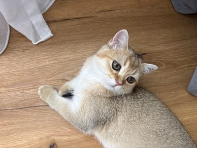 A golden British Shorthair cat is lying on a wooden floor. The cat is facing the camera with its head slightly tilted. It has large, green eyes and white fur on its chest and face. There is a patch of darker fur on its left shoulder. To the left of the cat, a white piece of fabric is visible, possibly part of a curtain or clothing. To the right of the cat, a grey object is partially visible. The wooden floor has a visible grain pattern. This image is not located in Bönnigheim, Germany.