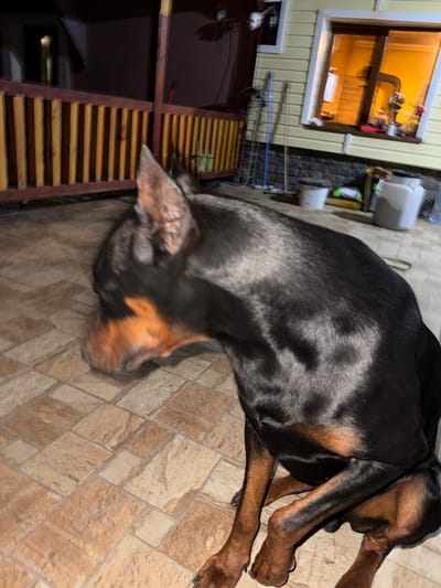 The scene depicts a Doberman Pinscher, black with rust-colored markings, positioned on a tiled patio at night in the city of Gornik, Bulgaria. The dog is in a seated or resting posture, facing left with its head slightly blurred, indicating motion. The patio floor consists of light brown and tan rectangular tiles. In the mid-ground, a wooden balustrade with yellow vertical slats separates the patio from a dimly lit, dark area beyond. To the right of the balustrade, a section of a building exterior with light yellow horizontal siding is visible. A window in this section emits a bright orange-yellow light from the interior, revealing indistinct objects within. Below the window, the building features a grey stone or brick foundation. Leaning against the building are several items, including a blue-handled broom, a rake, a metal rack, two white buckets, a bag, and a large white plastic container. A white security camera or light fixture is mounted on the building wall above the window. No individuals other than the dog are present.