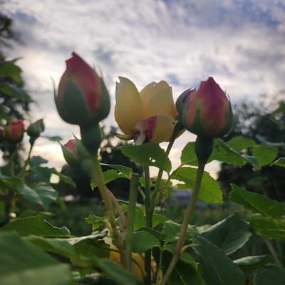 A low-angle shot captures a cluster of rose buds and a partially open yellow rose against a cloudy sky at dusk. In the foreground, several rose buds, primarily red with hints of green, are in sharp focus, their petals tightly furled. Behind them, a delicate yellow rose is beginning to unfurl, revealing splashes of red on its petals. The background is softly blurred, showing lush green foliage, trees, and the soft glow of the setting sun. The sky is filled with a mix of gray and white clouds, indicating a potentially overcast or post-rain evening. The overall mood is serene and natural, emphasizing the beauty of the blooming flowers in a garden setting. The image appears to be taken outdoors in Navoloki, Russia.