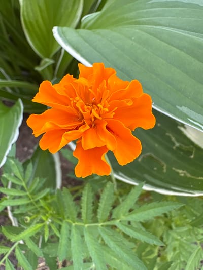 A bright orange marigold flower is in full bloom, positioned in the center of the frame, facing slightly to the left. The flower has numerous tightly packed petals that create a full, ruffled appearance. The background consists of large, green leaves, some of which have a white or light green variegated edge. The lower portion of the image shows smaller, feathery green leaves. The scene appears to be outdoors, in a garden setting, with a neutral background suggesting natural lighting. The image's perspective is a close-up, with the marigold being the primary subject. The location is not discernible from the visual information provided in the image.