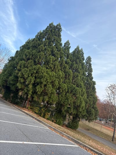 A group of tall, dense evergreen trees occupies the left side of the frame, reaching towards a bright blue sky with wispy clouds. To the right of the trees, a paved parking lot with white lines extends into the foreground. Beyond the parking lot is a grassy area alongside a path, with bare trees visible in the background. The scene appears to be outdoors on a partly cloudy day.