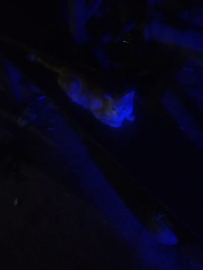 The image shows a close-up, low-light shot of a cat's face bathed in blue light. The cat appears to be a ginger tabby with distinct orange fur visible around its muzzle and ears, contrasting with the vibrant blue illumination. Its eyes are large and appear to be glowing, reflecting the blue light. The background is very dark and blurry, making it difficult to discern any specific details about the environment. The cat's expression is somewhat startled or alert, with its ears pricked forward. The overall mood is mysterious and somewhat eerie due to the dramatic lighting. It is not possible to determine the time of day, weather, or specific location beyond what can be inferred from the subject matter. There is no visible text in the image.